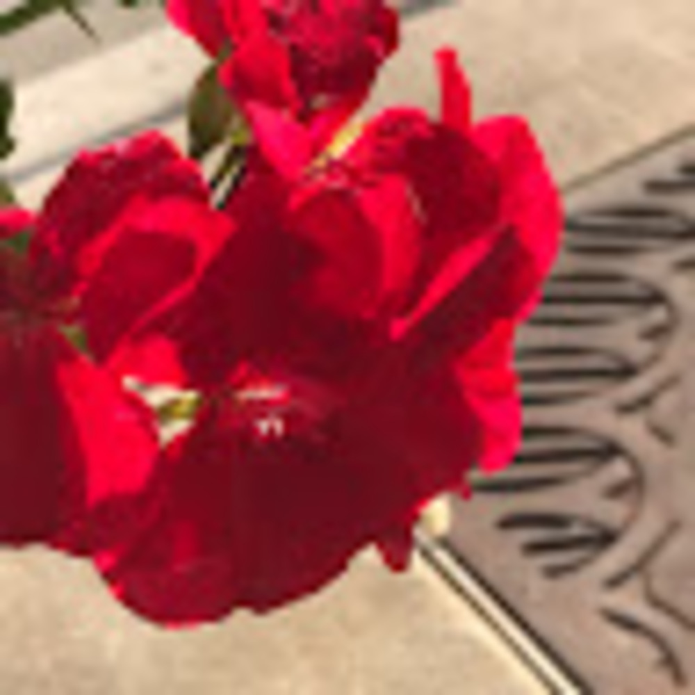 Meet your Posher, Jocellyn